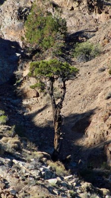 Ciprés Cordillerano , Quebrada el Asiento .