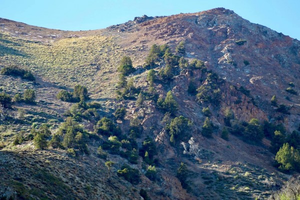 Cipreses Cordilleranos , Quebrada el Asiento 