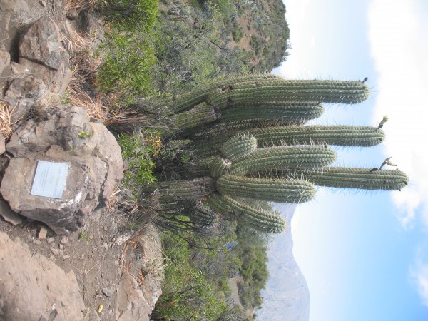 Memorial Claudio Valenzuela F.