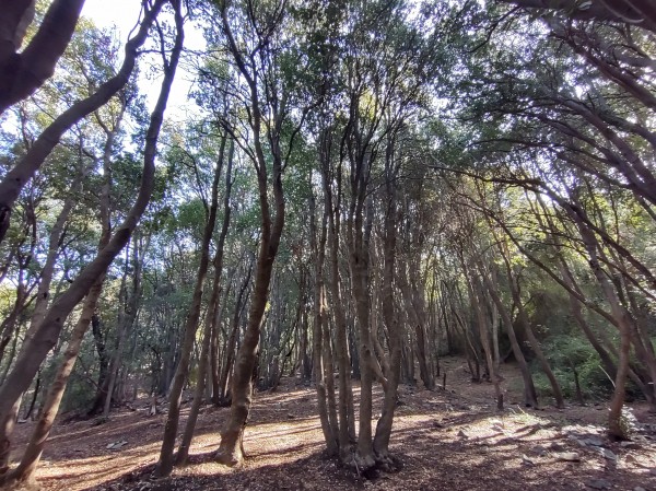 Bosque de los Brujos