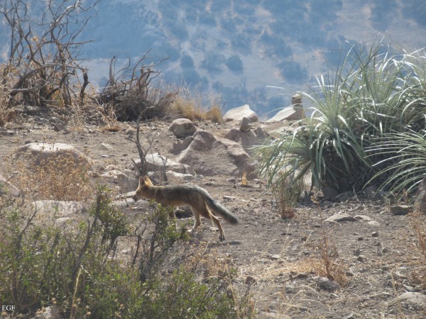 Fauna en el Manquehue: Zorro Culpeo