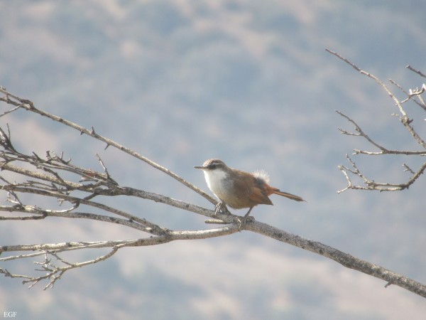 Fauna en el Manquehue: Bandurrilla de Pico Recto