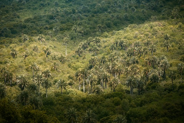 Bosque de Palmas