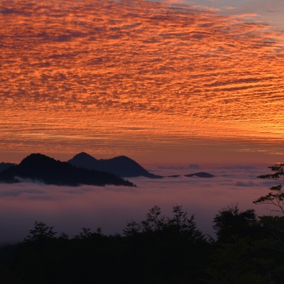 Atardecer desde bosque de araucarias 