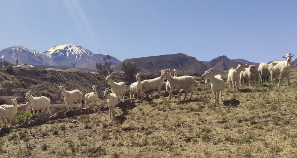 Aclimatando a los pies del Taapaca