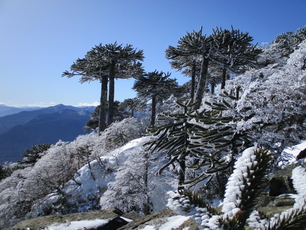 Bosque nevado en el Cañi