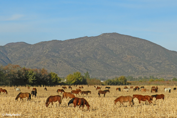 Cerro Monte del León