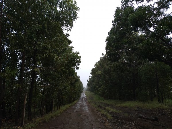 Inicio (o final) del camino desde Ahu Akivi