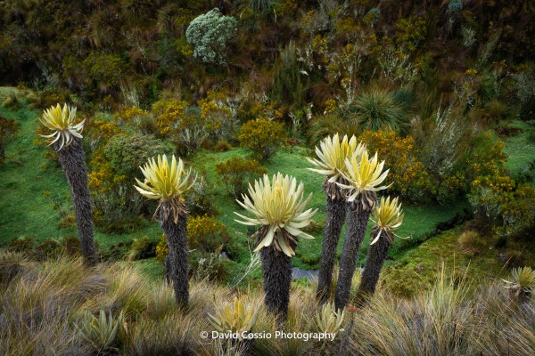 Frailejones cerca a las termas del Cañón