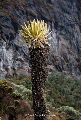 Frailejon en el camino