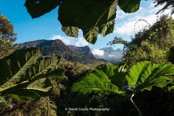 Comienzo ascenso por bosque templado