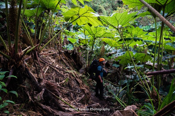 Sombrillas, plantas tipicas del comienzo del sendero 