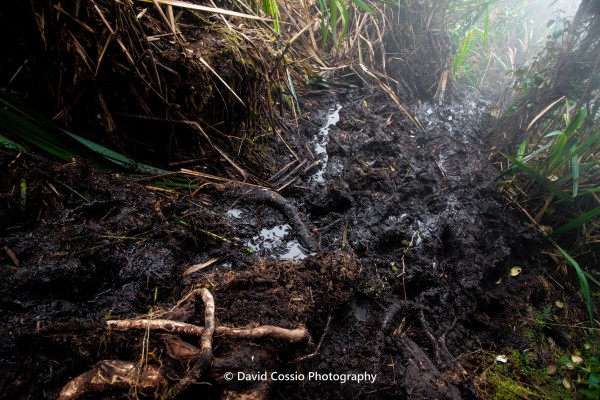 Camino patanoso pasando el bosque andino