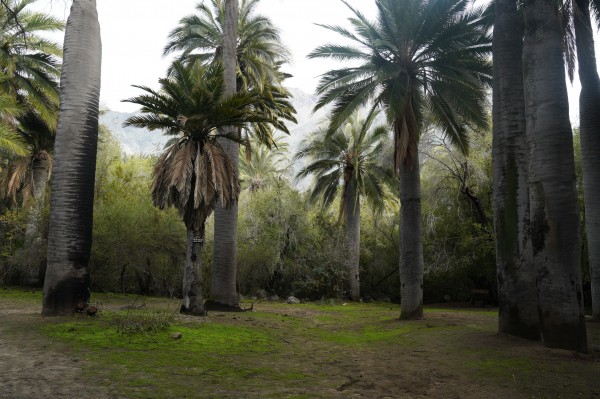 Bosquete de palma chilena