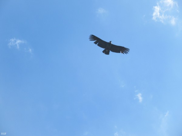 VUELO DE CÓNDOR CUMBRE SUR SANTA INÉS