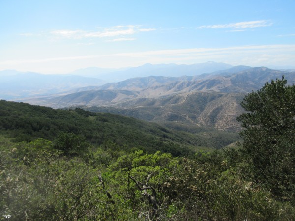 BOSQUE RELICTO DE OLIVILLO  CERRO SANTA INÉS