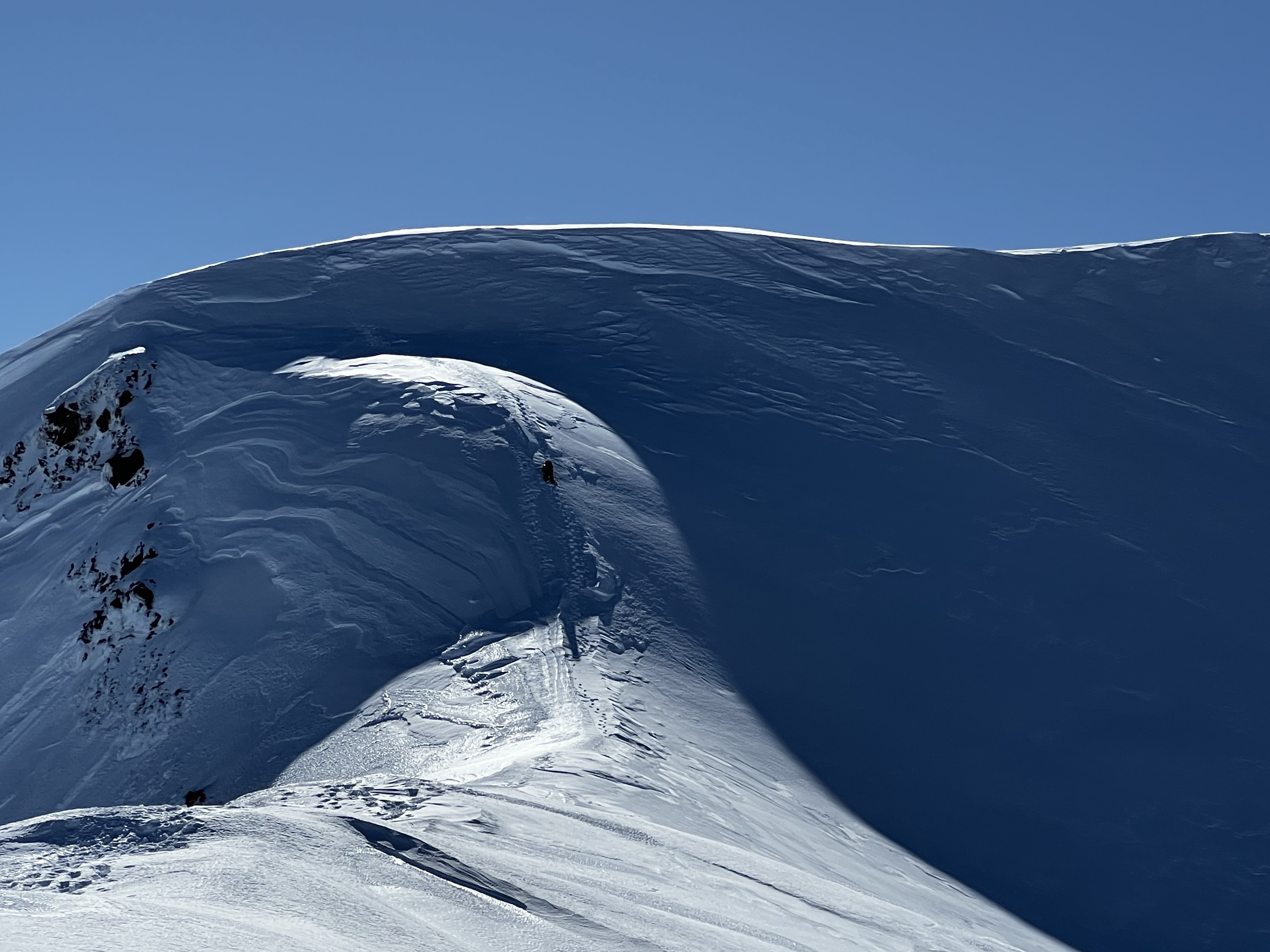 Hongo quasi cornisa somital