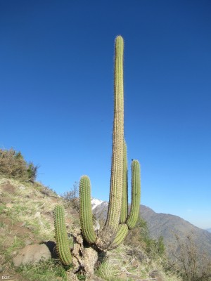 Gran Cactus 