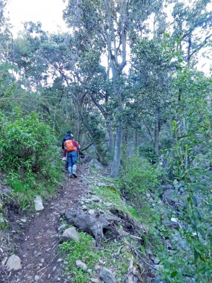 Sendero por el bosque