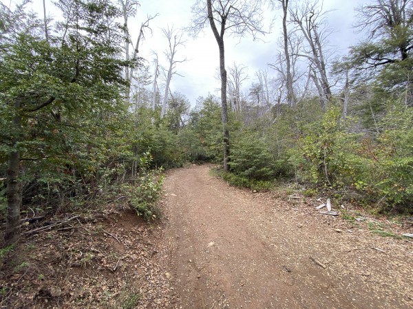 Camino vehicular por el bosque