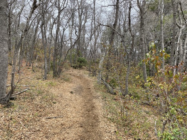 Sendero por el bosque