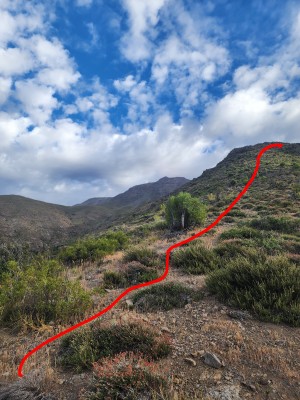 camino por filo para subir a la primera meseta Foto: 4El terreno presenta arbustos pequeños que pinchan las piernas al caminar.Benjamin Villaleiva