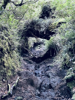 Inicio del senderoFoto: 6Nicolás Berríos