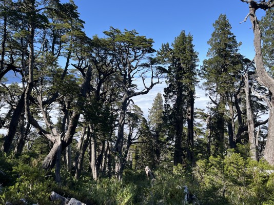 AlerzalesFoto: 9Nicolás Berríos