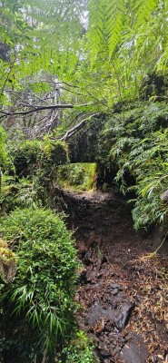 Túneles de troncos caídosFoto: 7la parte baja del sendero esta con muchos arboles caídos y rodeada de una densa vegetaciónJuan Pablo Duran Vergara