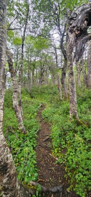 Bosques de alercesFoto: 8Juan Pablo Duran Vergara