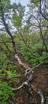 Bosque de ñirres achaparradosFoto: 11Luego de los alerces el bosque cambia a ñirres achaparrados por el vientoJuan Pablo Duran Vergara