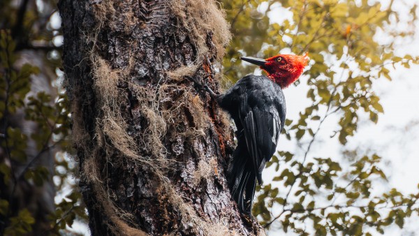 Carpintero MagallanicoFoto: 16Un carpintero en los bosques que rodea a la laguna. Su golpeteo es facil de escuchar entre los arboles. Ignacio Sanhueza Yaksic