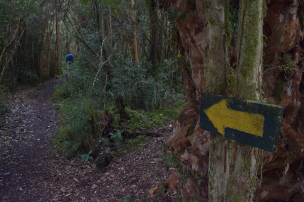 Señaléticas Foto: 7Sendero por el bosqueSimón Olfos