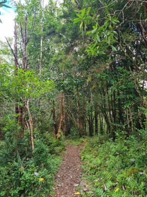 Bosque Foto: 6Se puede apreciar la diversidad del bosque nativo, y la gran cantidad de canelos Simón Olfos