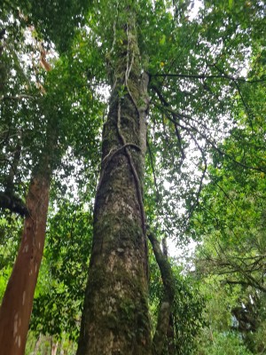 Bosque y árboles centenarios Foto: 3Simón Olfos