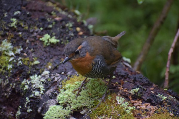 Chucao Foto: 9Ave típica de la Patagonia, se pueden ver muchos en este recorrido Simón OlfosSimón Olfos