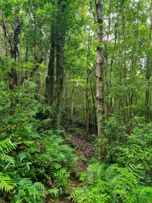 Bosque Foto: 8Bosque nativo siempre verdeSimón Olfos
