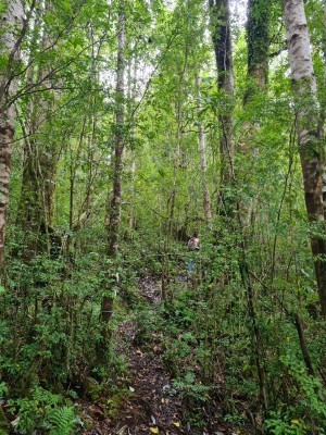 Bosque Foto: 7Bosque nativo siempre verdeSimón Olfos