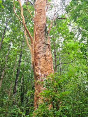 Arrayán longevo Foto: 6Arrayan centenario a un costado del primer mirador Simón Olfos