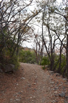 Camino vehicular entre robledalFoto: 3Hermoso camino parte del sendero, rodeado de robles, cada época es especial, destacando especialmente en otoño Simón Olfos