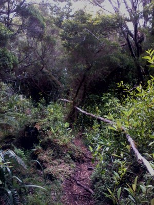 Sendero a través del bosqueFoto: 9Nicolás Berríos