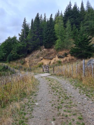 Cruce escalera Foto: 5Se deja la huella principal, se salta la escalera y se interna en un bosque de pinos longevos y secos Simón Olfos
