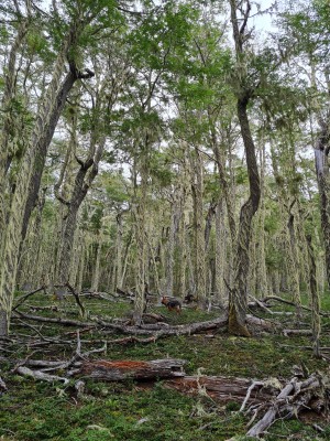 Bosque en la mesetaFoto: 11Hermoso bosque con musgos colgantes, este tramo ya es una caminata simple hasta llegar a la cumbreSimón Olfos