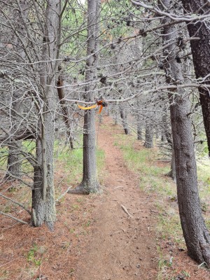 Sendero por el bosque de pinoFoto: 6Subida señalizada con marcas de colores en los árbolesSimón Olfos