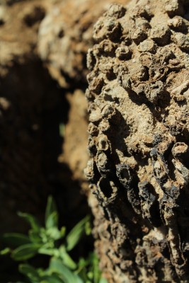 Fósiles corales 1Foto: 7Jennifer Herrera Urrutia