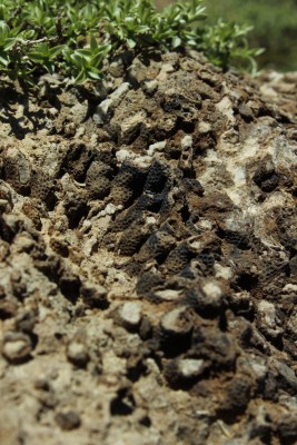 Fósiles corales 2Foto: 8Jennifer Herrera Urrutia