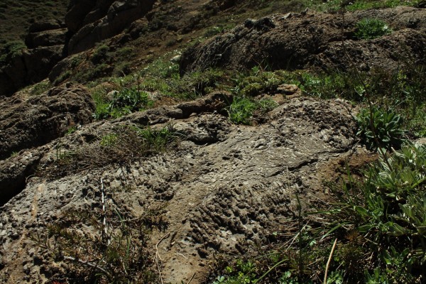 Fósiles corales 3Foto: 9Jennifer Herrera Urrutia