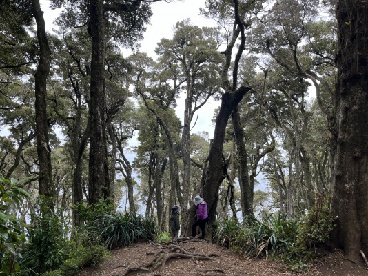 Fin del sendero Bosque de OlivillosFoto: 4Esta sería el área que corresponde a un antiguo cementerio indigenaNicolás Berríos
