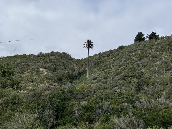 Palma ChilenaFoto: 3Este ejemplar sobrevive en la parte alta de la quebrada. En la zona baja se puede apreciar parte del bosque esclerófiloDirección: SuresteNicolás Berríos