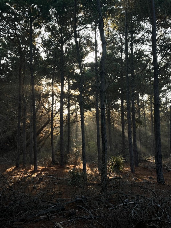Bosque de pinosFoto: 8Dirección: EsteNicolás Berríos